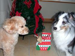ワンちゃん用のクリスマスプレゼントとして誕生したTOMTEの「犬用クッキー」