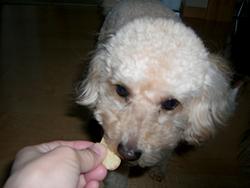 ワンちゃんにも気に入ってもらえたみたい！