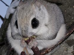 塩谷さん撮影エゾモモンガ