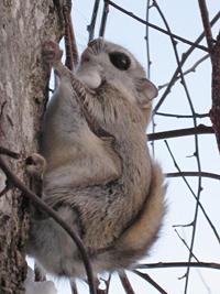 塩谷さん撮影エゾモモンガ