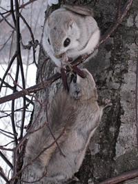 塩谷さん撮影エゾモモンガ