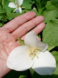 エンレイソウの白い花