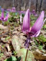 TOMTE春のお花見ツアー　カタクリの花