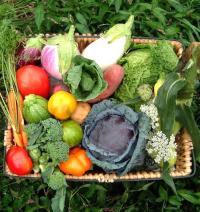 トムテで販売した「百姓や」の野菜